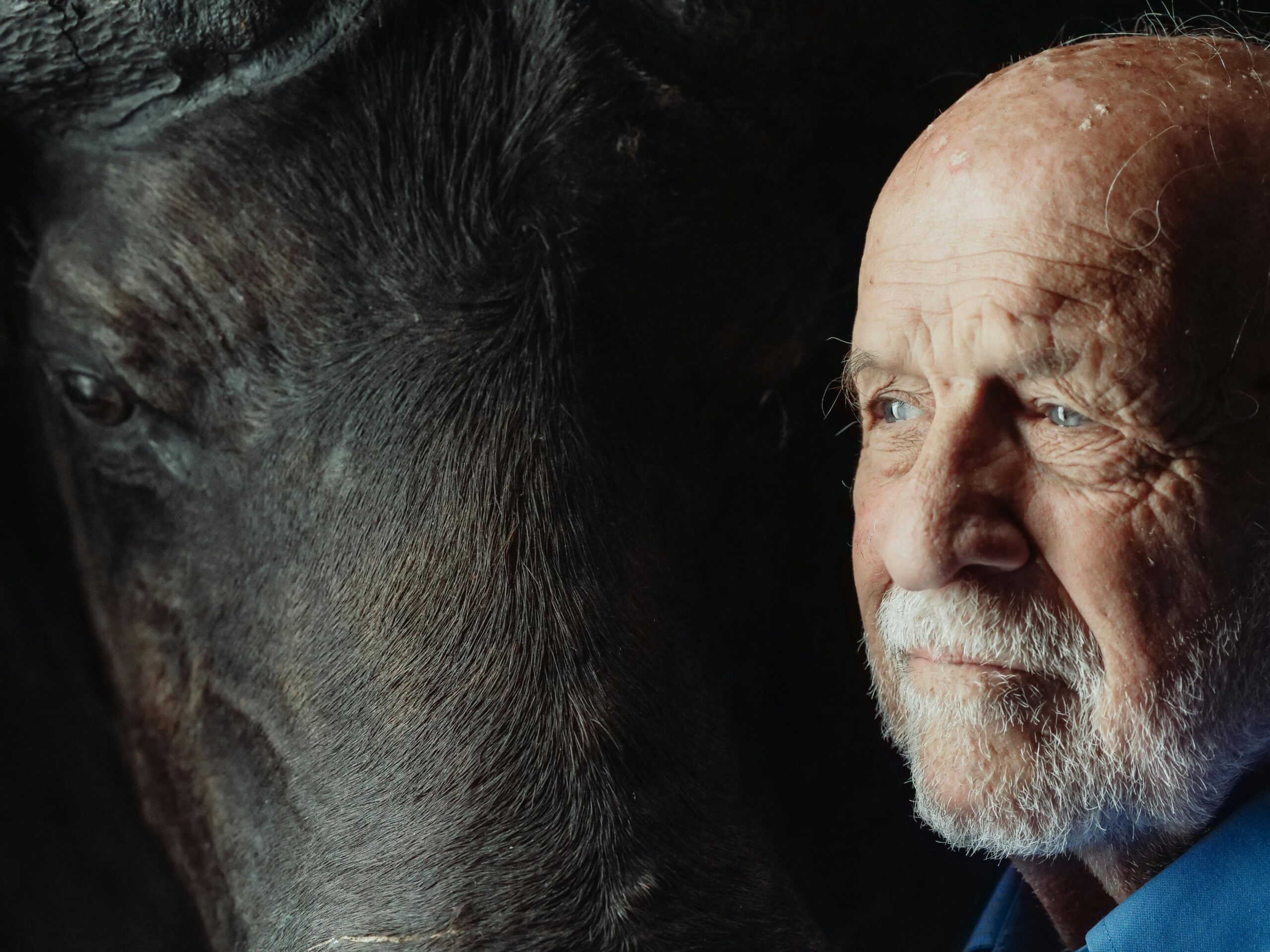 Senior man with white hair and buffalo, evoking themes of nostalgia and connection to nature.