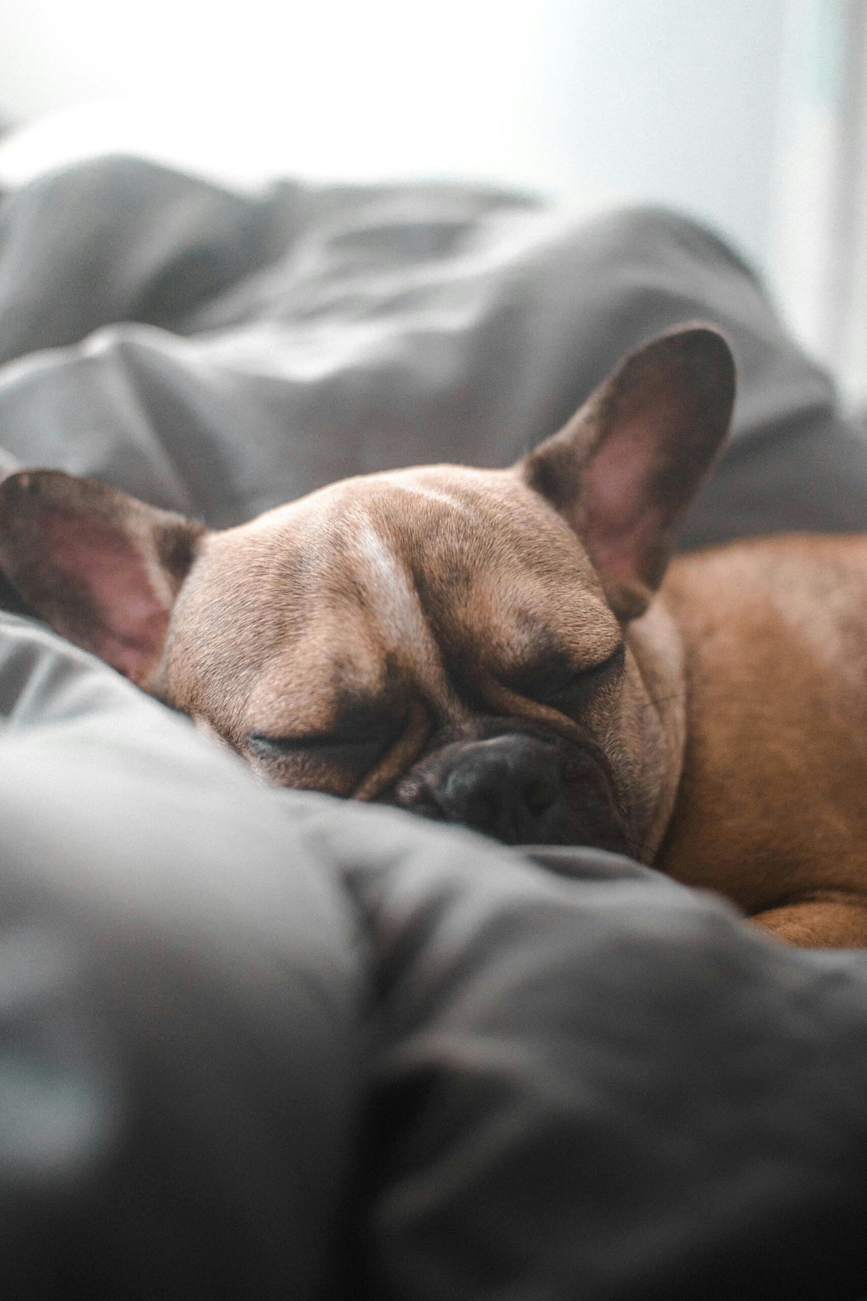 A French Bulldog peacefully sleeping on a gray blanket indoors, showcasing comfort and relaxation.